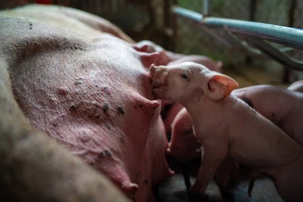 猪饲养场的小猪 猪栏里的猪 — 图库照片