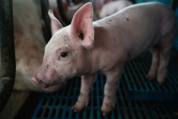 猪饲养场的小猪 猪栏里的猪 — 图库照片