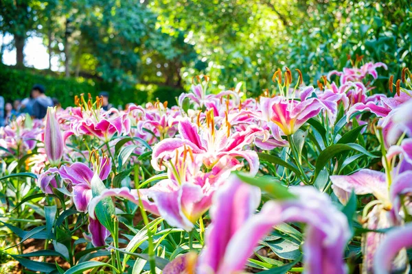 庭公園のピンクユリの花屋外植物性 — ストック写真