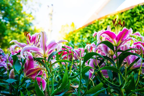 庭公園のピンクユリの花屋外植物性 — ストック写真