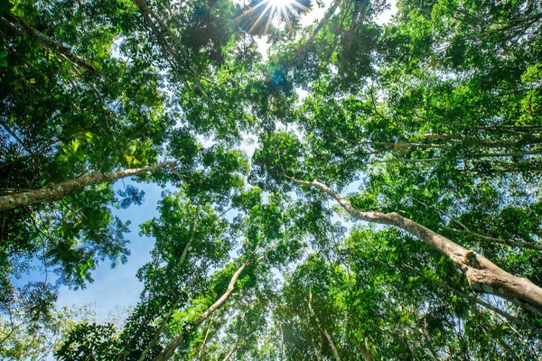 Groene Rubberboom Bos Met Zonlicht Opstand Bekijk Agrarische Industrie — Stockfoto