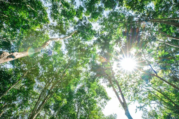 太陽光で緑のゴムの木の森農業産業を表示します — ストック写真