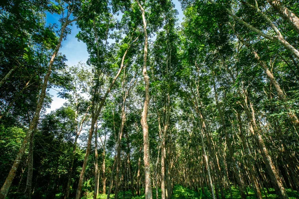 Bosque Árboles Caucho Verde Con Luz Solar Vista Vertical Industria — Foto de Stock