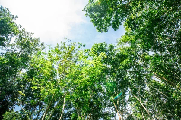 Зеленый Каучуковый Лес Солнцем Свет Восстания Зрения Сельскохозяйственной Промышленности — стоковое фото