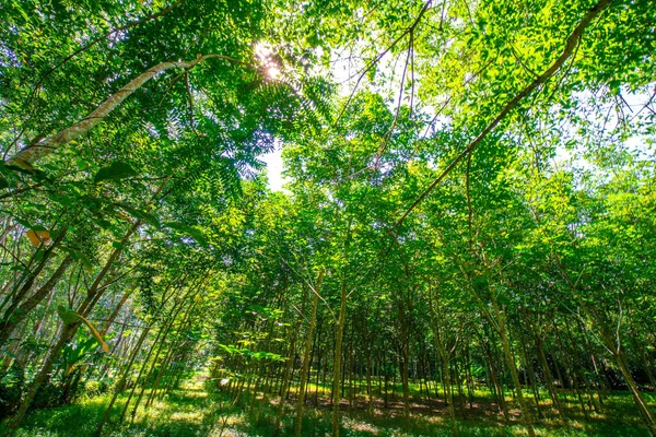 Para Borracha Árvore Verde Floresta Sol Dia Indústria Agrícola — Fotografia de Stock