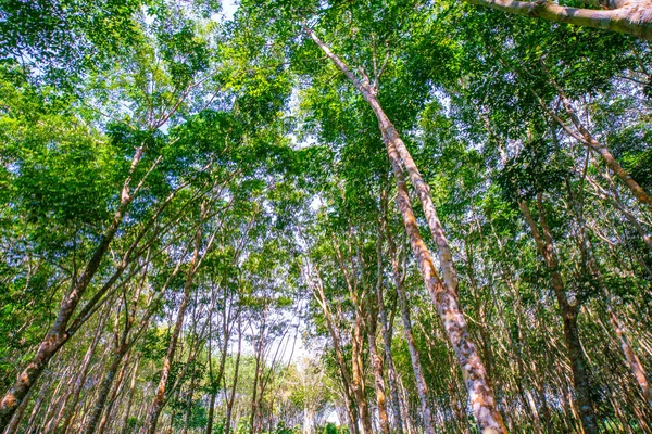 Groene Rubberboom Bos Met Zonlicht Opstand Bekijk Agrarische Industrie — Stockfoto