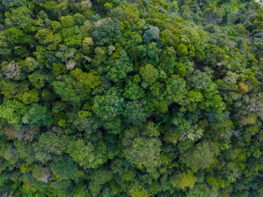 Tropik yeşil ağaç ormanı arka plan hava manzarası doğa manzarası