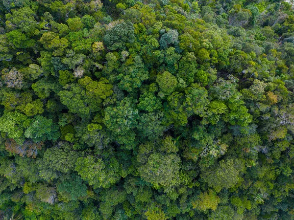 Trópusi Zöld Erdő Háttér Légi Kilátás Természet Táj — Stock Fotó