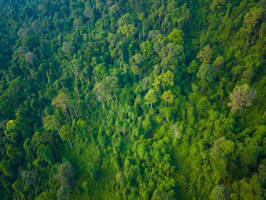 Tropik yeşil ağaç ormanı arka plan hava manzarası doğa manzarası