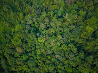 Tropik yeşil ağaç ormanı arka plan hava manzarası doğa manzarası