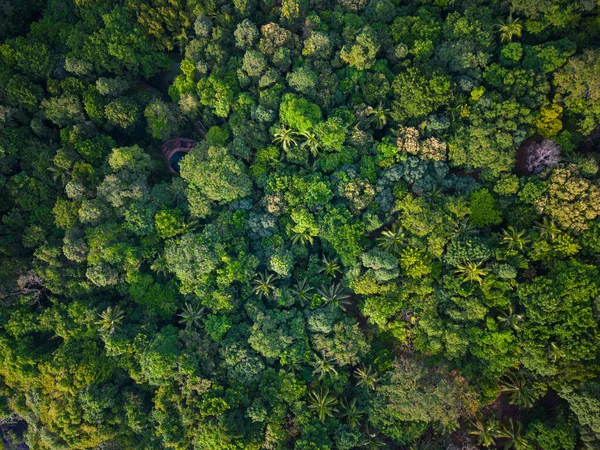熱帯緑の森背景空中風景 — ストック写真