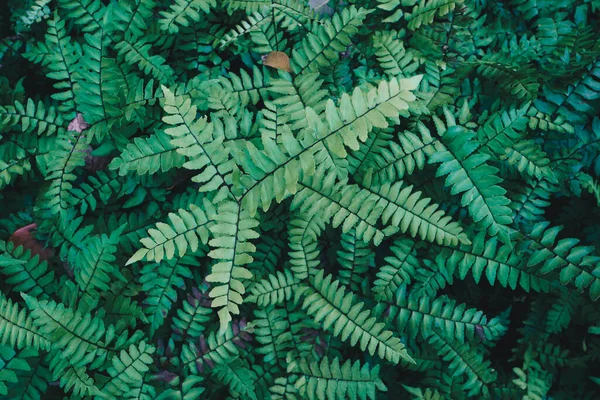 Groene Varen Mos Plant Tropische Boom Bos Natuur Achtergrond — Stockfoto