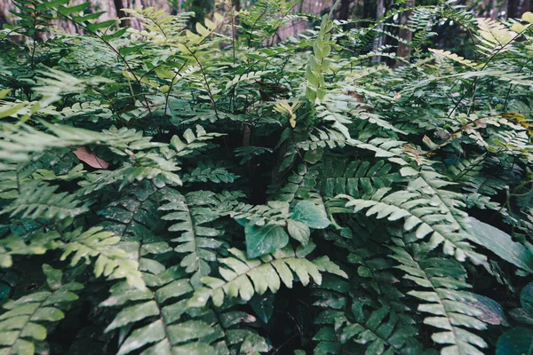 Grön Ormbunke Mos Växt Tropiska Träd Skog Natur Bakgrund — Stockfoto
