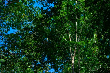 Yeşil para kauçuk ağaç orman tarım endüstrisi doğa geçmişi