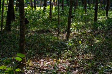 Yeşil para kauçuk ağaç orman tarım endüstrisi doğa geçmişi