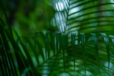 Yeşil palmiye yaprağı ve ormanın arka planında güneş ışığı gölgesi.