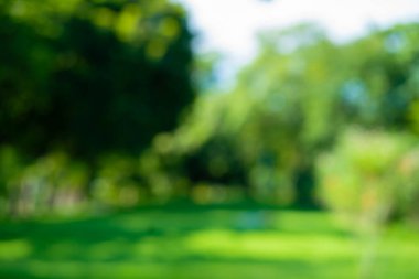 Bulanık yeşil ağaç yaprağı yeşillik arka plan taze doğa