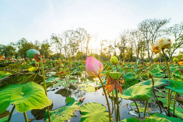 stock image Beautiful pink lotus flower in pond outdoor park sunset zen flower