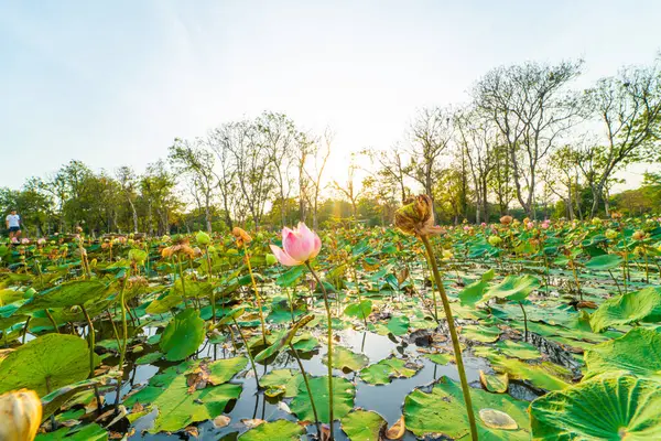 Stock image Beautiful pink lotus flower in pond outdoor park sunset zen flower