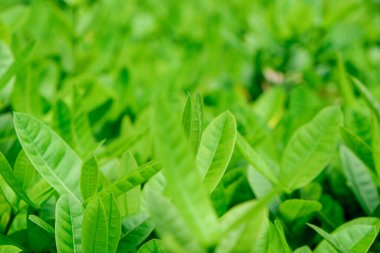 Yeşil ağaç yaprağı arka planda taze bitki yaprak arka planını kapat