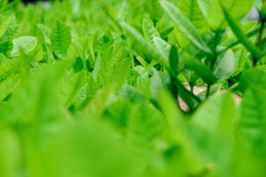 Yeşil ağaç yaprağı arka planda taze bitki yaprak arka planını kapat