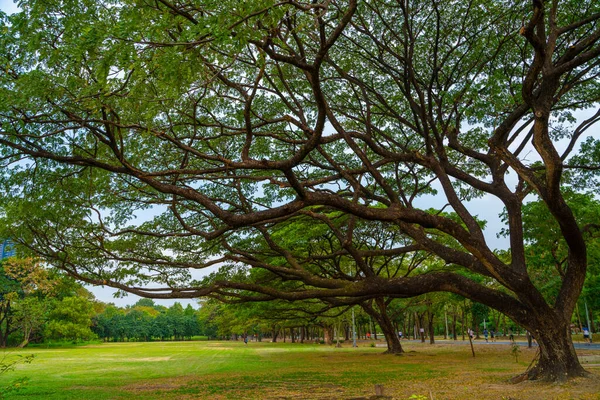 Grama Prado Verde Com Árvore Cidade Parque Público Fresco Centro — Fotografia de Stock