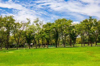 Ağaçtaki yeşil çayır çimenler halk parkında tropikal orman mavi gökyüzü bulutlu