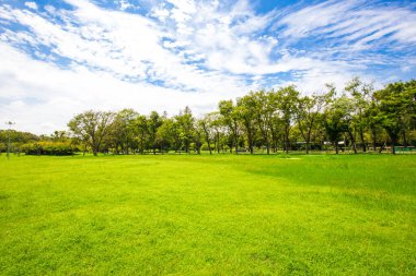 Ağaçtaki yeşil çayır çimenler halk parkında tropikal orman mavi gökyüzü bulutlu