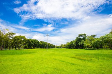 Ağaçtaki yeşil çayır çimenler halk parkında tropikal orman mavi gökyüzü bulutlu