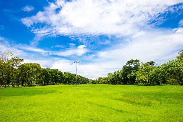 Green meadow grass in tree public city park tropical forest blue sky with cloud
