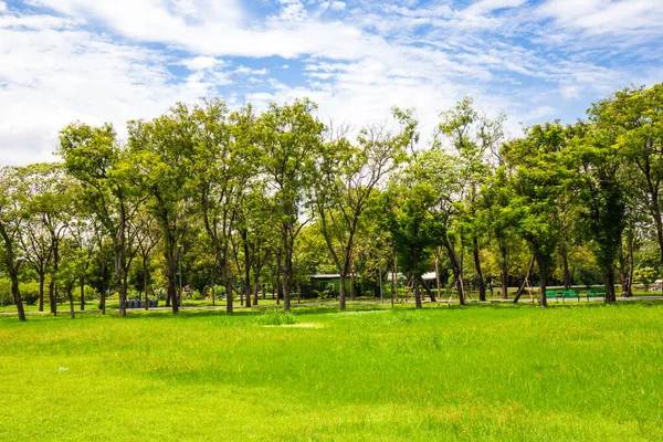 Grön Äng Gräs Träd Offentlig Stad Park Tropisk Skog Blå — Stockfoto