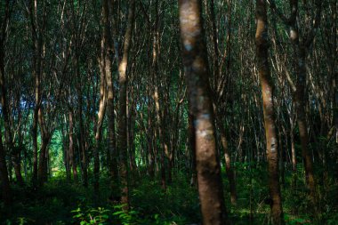 Yeşil para kauçuk ağaç orman tarım endüstrisi doğa geçmişi