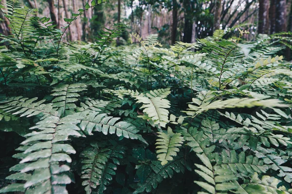 Groene Varen Mos Plant Tropische Boom Bos Natuur Achtergrond — Stockfoto