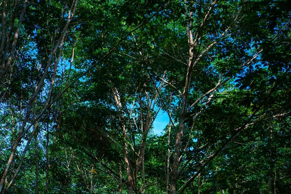 Verde Para Borracha Árvore Floresta Agricultura Indústria Natureza Fundo — Fotografia de Stock