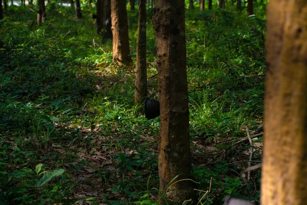 Yeşil Para Kauçuk Ağaç Orman Tarım Endüstrisi Doğa Geçmişi — Stok fotoğraf