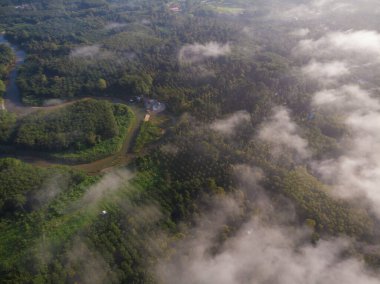 Nehir kanalı yeşil ağaç manzaralı tropikal yağmur ormanları