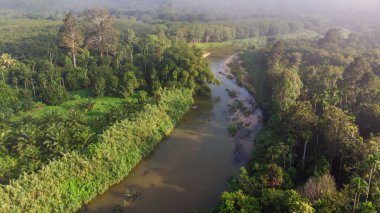 Nehir kanalı yeşil ağaç manzaralı tropikal yağmur ormanları