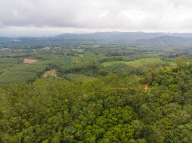 Dağ zirvesi sisli yeşil tropikal yağmur ormanı. Gün doğumu doğa manzarası.
