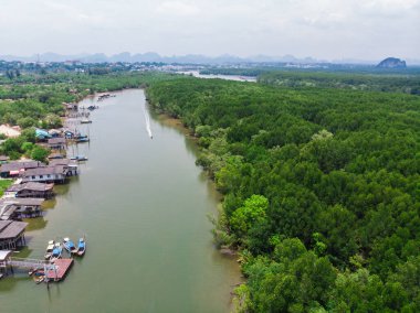 Nehir ekolojisi doğalı yeşil mangrov tropikal yağmur ormanları