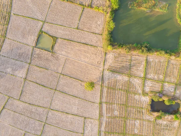 Hava Manzaralı Pirinç Toprağı Çeltik Pirinç Tarımı Tarım Endüstrisini Hazırlayın — Stok fotoğraf