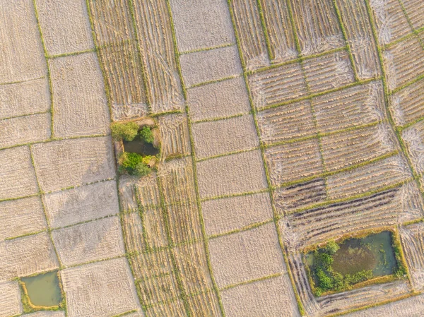 Vue Aérienne Sol Riz Préparer Riz Paddy Plantation Industrie Agricole — Photo