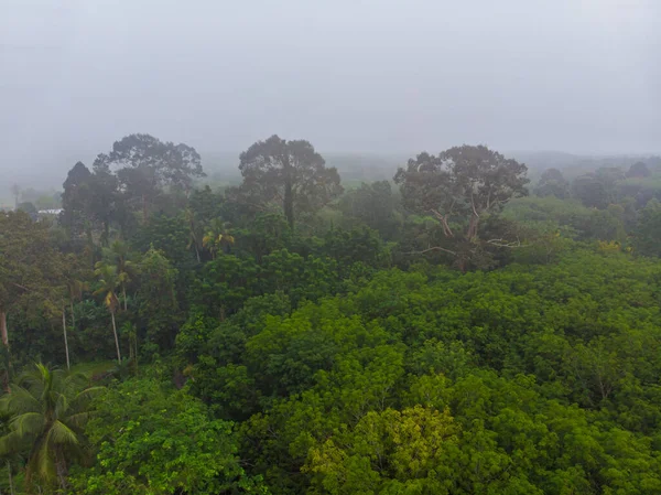 stock image Mountain peak green tropical rain forest with fog morning sunrise nature landscape