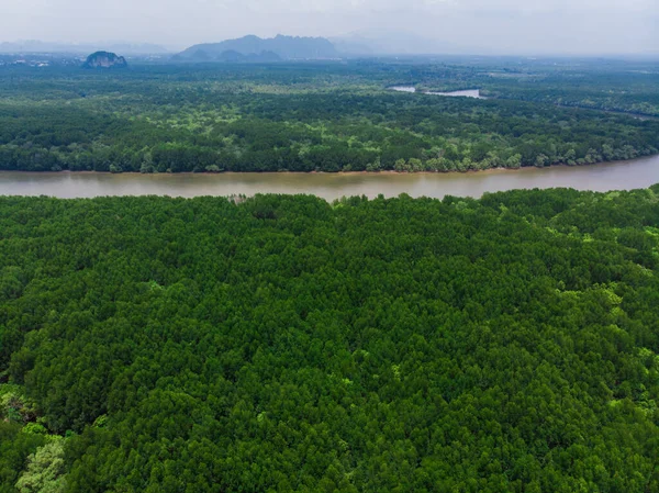 stock image Aerial view green mangrove tropical rain forest with river ecology nature