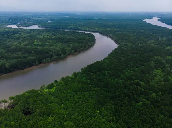 Vista Aérea Verde Manglar Bosque Tropical Lluvioso Con Ecología Fluvial —  Fotos de Stock