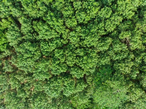 Hava Manzaralı Yeşil Ağaç Tropikal Yağmur Ormanları Doğa Manzarası — Stok fotoğraf