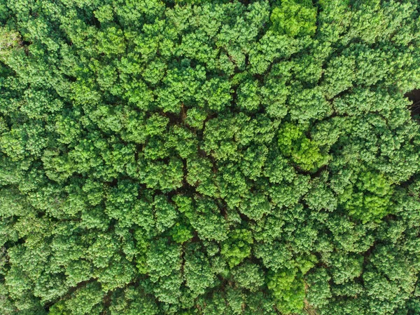 Arbre Vert Forêt Tropicale Nature Paysage — Photo