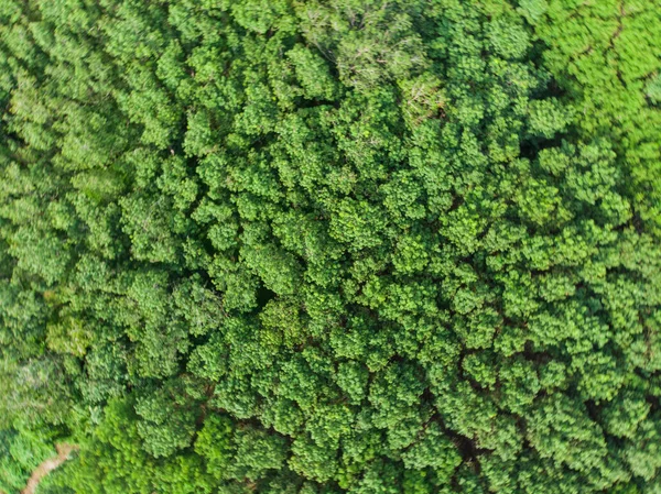 Vista Aérea Árvore Verde Floresta Tropical Natureza Paisagem — Fotografia de Stock