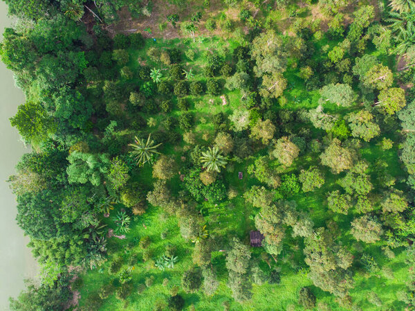 Aerial view green tree tropical rainforest nature landscape