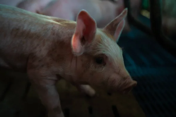 농장의 안정된 상태에 돼지는 자라고 — 스톡 사진