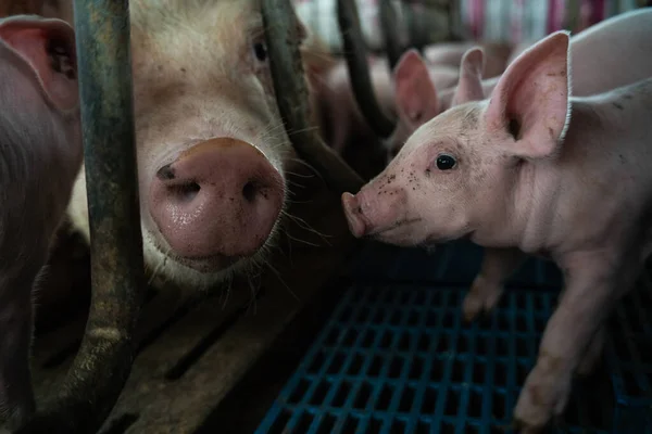 农村农场马厩里的新生小猪正在吃喝 城堡业 — 图库照片